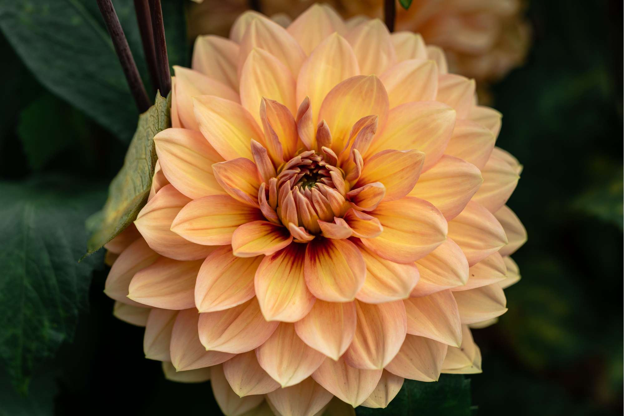 Dahlia 'Nicholas'